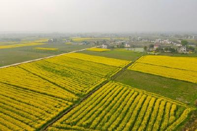 枝江董市：美丽乡村“蝶变”如画