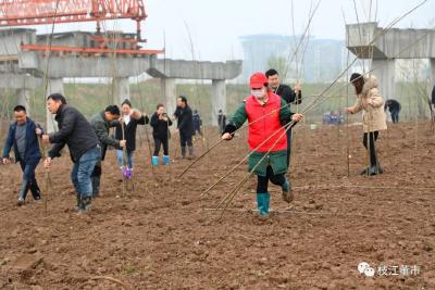 董市镇：义务植树添新绿