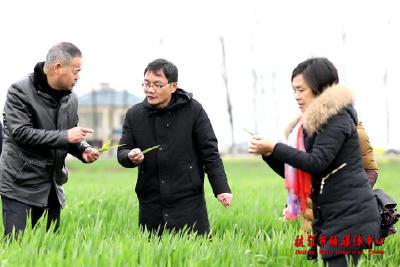 枝江：专家田间指导 严防小麦条锈病扩散蔓延