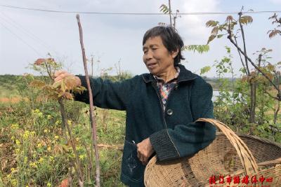 枝江乡村古稀老人爱唱红歌 忆苦思甜感党恩