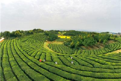 枝江青龙山入选全国生态文化村 建成320户美丽庭院