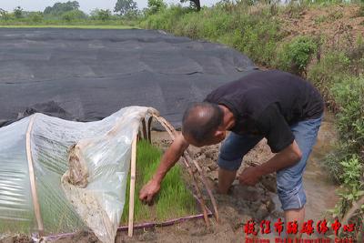 桑树河村：立夏育秧忙 种下新希望