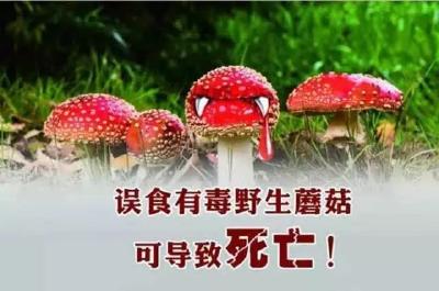 转发周知！！！毒菇难辨 请勿采食