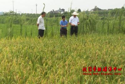 仙女镇：层层落实责任 打好水稻病虫害防控硬仗