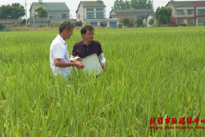 枝江：全力防治病虫害 确保水稻夺丰收