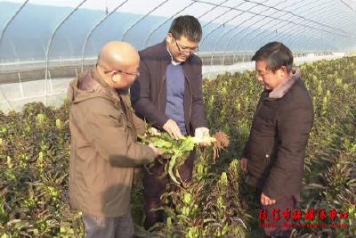 枝江农技人员到田间地头 指导菜农防低温保生产