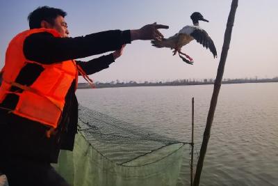 秋沙鸭被金湖生态“美味”吸引 误入渔网被成功放生