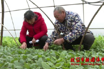 枝江：农技人员田头“支招” 守护群众的“菜篮子”