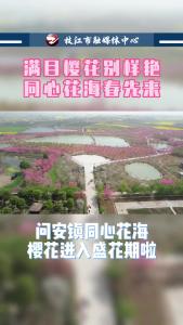 同心花海樱花绽放，游人如织#爱上枝江#迎新春 