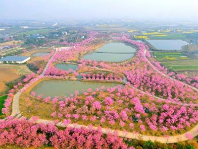 爱上枝江：樱花烂漫 迎客来