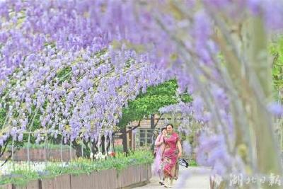 枝江打造长江运动休闲旅游目的地城市