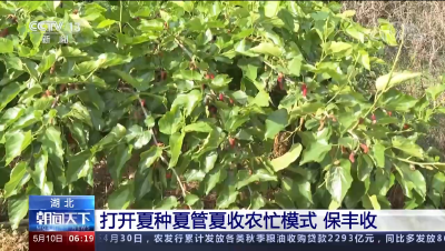 枝江连上央视！