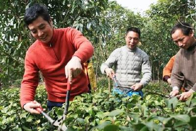助力乡村振兴 “老科技”迎来高光时刻