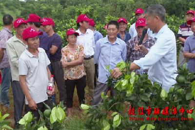 橘农上“暑期班” 种植培训长知识添信心