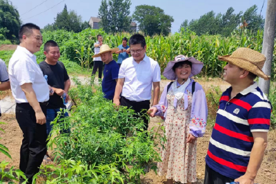 枝江：专家教授下地头 乡村振兴添动能