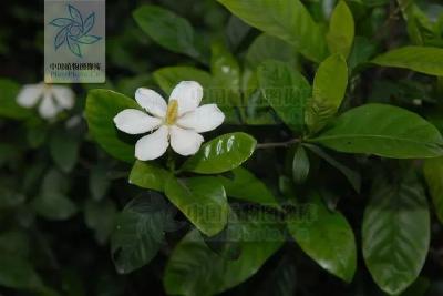 花椒也能用来象征爱情？来盘盘《诗经》里象征爱情的植物