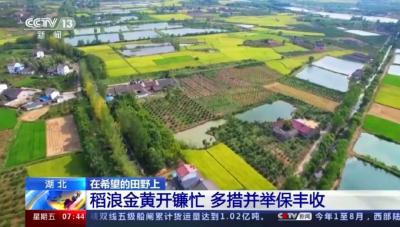 枝江又双叒叕被这些央媒点赞啦！