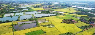【学习强国】【农民丰收】湖北枝江：风吹稻浪美如画 机器轰鸣收割忙