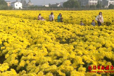 枝江：菊花产业助力乡村振兴