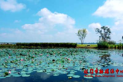 枝江金湖：大美湿地共保护 绿水青山惠子孙