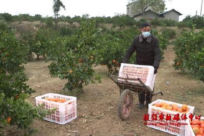 “以买代帮”解农难 爱心助农三冬暖