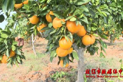 安福寺镇横溪河村：共谋共建新品种 共享幸福新生活