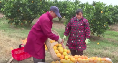 【学习强国】【农民丰收】湖北枝江：脐橙香里说丰年