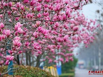 枝江：玉兰花开春意浓