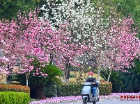 枝江：玉兰花开春意浓