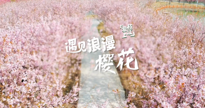 荆楚花开 | 遇见“浪漫樱花”  春日来枝江赏花