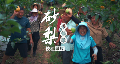 【学习强国】【农民丰收】湖北枝江：夏日采摘游，梨甜你也甜！