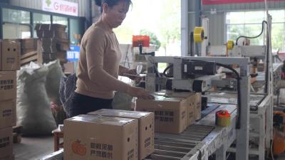 枝江早熟蜜桔迎来大丰收 国内国外共享甜蜜