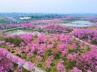 图集 | 樱花树下采风忙