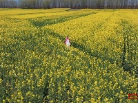 图集 | 打卡超出片的枝江油菜花海