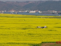 图集 | 打卡超出片的枝江油菜花海