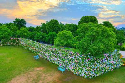 【学习强国】湖北枝江：100米“莫奈花园”已上线