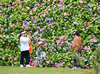 图集 | 快来赏花！100米多长的“莫奈花园”已上线