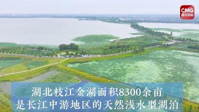 【央视新闻】世界环境日 | 带你走进金湖梦幻“水下草原”