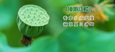 直播丨漫游江陵——秦市乡摘莲蓬，畅享夏日清甜！