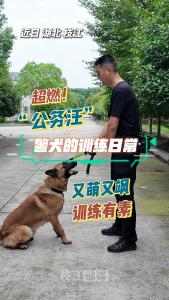 战斗力爆表！直击枝江警犬们的训练日常