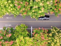 图集 | 栾树花开 枝江秋意起 