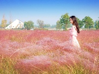 图集 | 枝江：粉黛花海 秋日浪漫