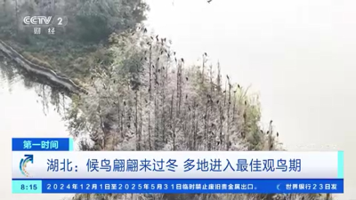 【第一时间】湖北：候鸟翩翩来过冬 多地进入最佳观鸟期
