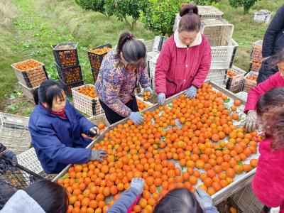 甜蜜上市 问安千亩砂糖桔喜获丰收