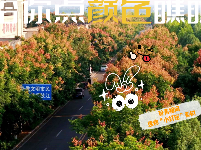 图集 | 湖北枝江：给你点“颜色”瞧瞧