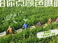 图集 | 湖北枝江：给你点“颜色”瞧瞧