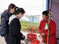 图集 | 湖北枝江：草莓“甜蜜登场” 开启冬日美好时光