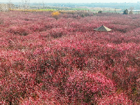 图集 | 湖北枝江：春日赏梅正当时 梅花园粉黛亮相