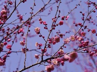 图集 | 湖北枝江：春日赏梅正当时 梅花园粉黛亮相