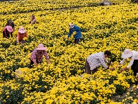 枝江：秋冬农忙正当时 处处皆是好“丰”景